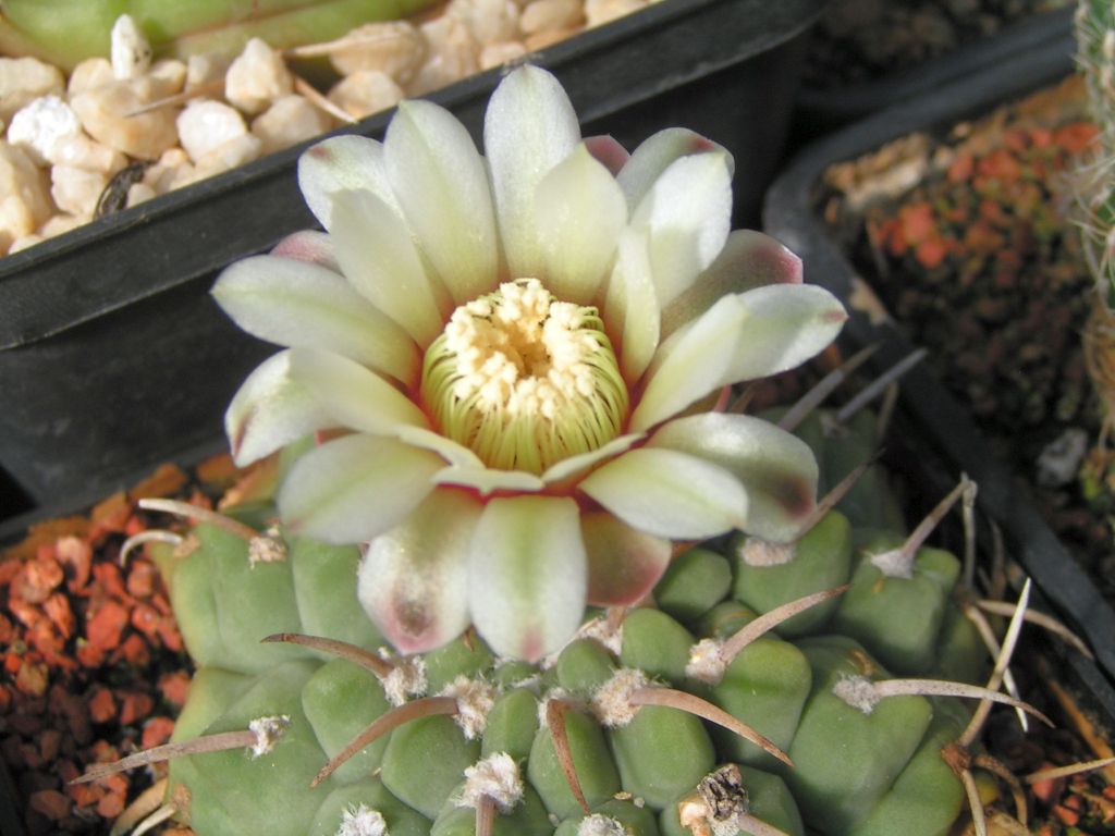 Gymnocalycium vatterii P 108 las Rabonas